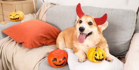 Cute Corgi dog in devil horns with pumpkins lying on sofa at home decorated for Halloween party