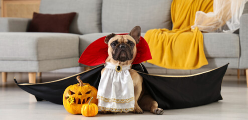 Cute French bulldog dressed as Dracula with Halloween pumpkins sitting on floor at home