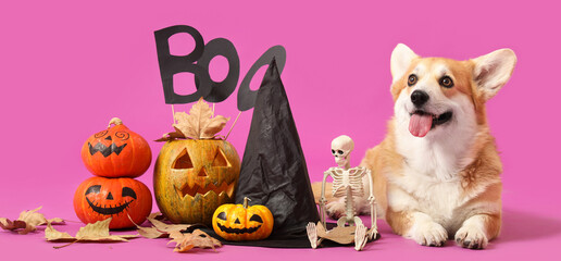 Cute Corgi dog with Halloween decorations, word BOO and witch hat lying on purple background