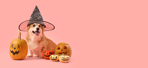 Cute Corgi dog in witch hat with Halloween pumpkins sitting on pink background