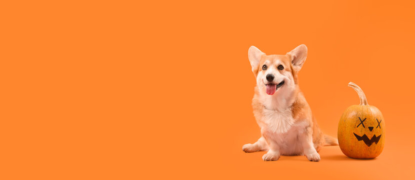 Cute Corgi dog with Halloween pumpkin sitting on orange background