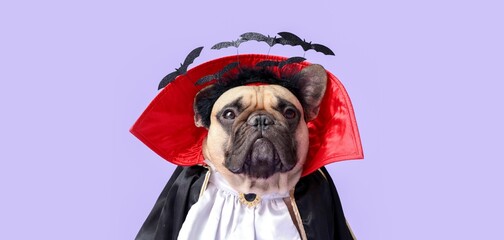 Cute dog dressed in vampire costume for Halloween on lilac background