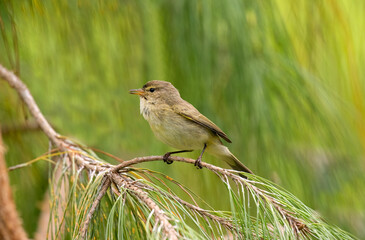 Chiffchaff perched on a branch, close up, united kingdom, summer time