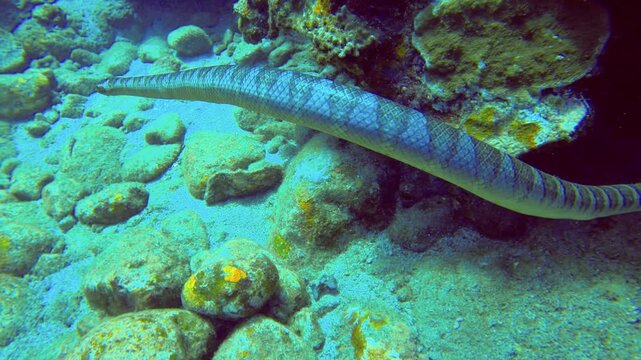 SLOW MOTION CLOSE UP VIEW OF A Underwater diving swimming strip ring sea snake Swimming at the rocky bottom sea bed In zigzag way Finding places to hide under coral reef rocks During daytime