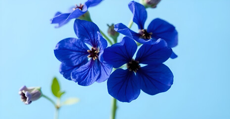 Fototapeta premium blue and navy blue hortensia flowers pressed dried light blue background, Generative AI