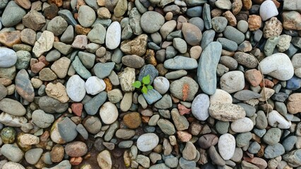 Small plant growing in rock garden