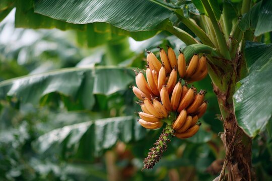 Red dacca bananas growing on banana tree in plantation