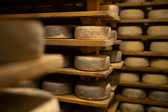 Handmade cheese wheels resting on wooden racks for aging. The image captures a moment of artisan production, evoking the tradition and quality of dairy products.