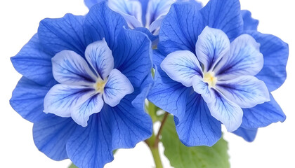 blue and navy blue hortensia flowers pressed dried light blue background, Generative AI