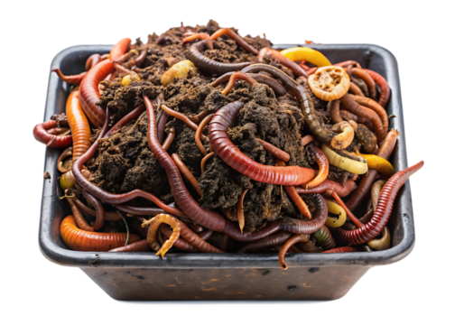 Earthworms in Compost Bin: Close-Up View of Various Worm Species  isolated on white background ,PNG. AI Generated.