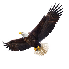 Obraz premium Majestic Soaring Eagle: This photograph encapsulates the raw power and freedom of a majestic bald eagle in flight, its wings spread wide, a symbol of strength, resilience and national pride. 