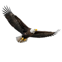 Obraz premium Soaring High: A majestic bald eagle takes flight against a clear sky, displaying its impressive wingspan in a powerful display of freedom and strength.