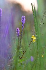 Purple wildlfowers, possibly a species of Liatris, in Osprey, Florida