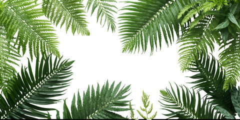 Obraz premium Tropical Paradise: Lush tropical foliage frames a clean, open space. Vivid green leaves create a sense of natural beauty and tranquility.