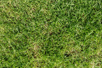 High-resolution image of lush green grass, perfect for backgrounds and textures. Download now!
