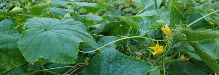 Cucumber plant with fresh bud and dew drops in garden