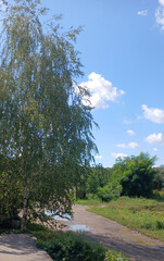 Summer countryside landscape with birch tree and blue sky