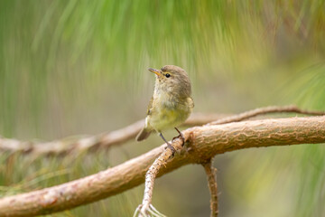 Chiffchaff perched on a branch, close up, summer