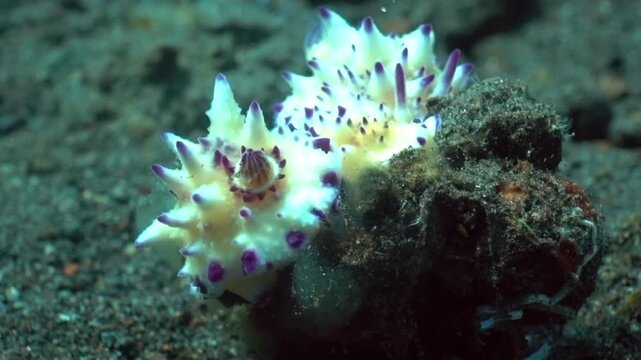 A pair of bumpy mexichromis nudibranchs