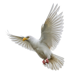 Obraz premium White Eagle with Spread Wings Flying Isolated on White Background