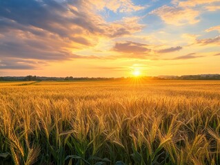 Fototapeta premium A vast cornfield stretching to the horizon under a golden sunset