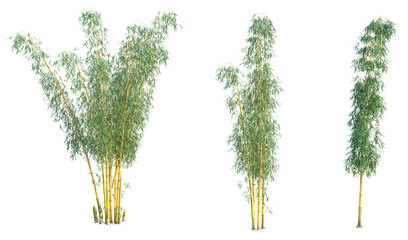 Fototapeta premium Bambusa vulgaris Tree. 4k cutout transparent background