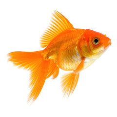 Fototapeta premium Goldfish: A vibrant goldfish gracefully glides, its scales shimmering, against the simplicity of the image. Evoking serenity and the beauty of aquatic life