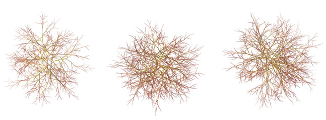 Cornus sericea Kelsey Tree plan top view 4k cutout transparent background