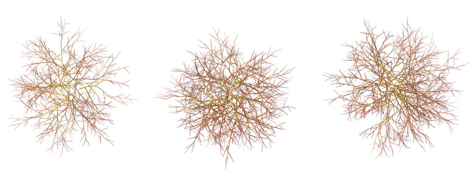 Cornus sericea Kelsey Tree plan top view 4k cutout transparent background