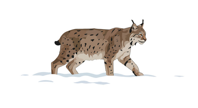 Lynx Walking in Snow