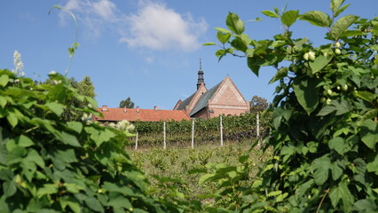 Winnica oraz budynki zakonne widoczne za krzakami winorośli © tomo81