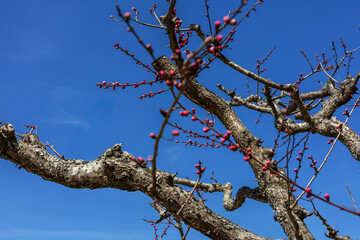 dead tree on blue sky background