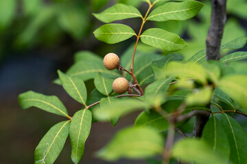 Unripe longan on a tree