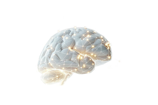 Brain Network Neural Connections and Intelligence