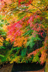 永源寺の紅葉（茨城県大子町）