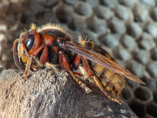 European hornet