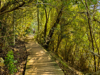 Mysterious hiking trail path through dense mountain forest
