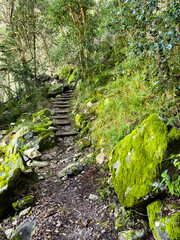 Mysterious hiking trail path through dense mountain forest