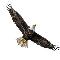 Fototapeta premium Bald Eagle Flying with Outstretched Wings Isolated on White Background