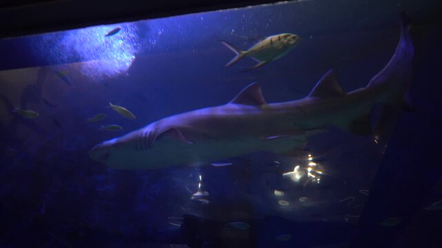 Requin au ralenti passant au-dessus de la vitre &ndash; Seaquarium du Grau-du-Roi