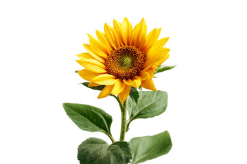 Bright yellow sunflower bloom isolated on transparent background
