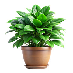 Healthy green potted plant isolated on transparent background