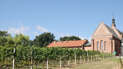 Winnica oraz budynki zakonne widoczne za krzakami winorośli © tomo81