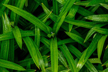 Green Pandan Leaves with Water Droplets