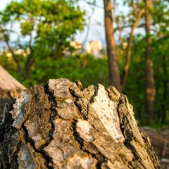Close-up of tree stump bark