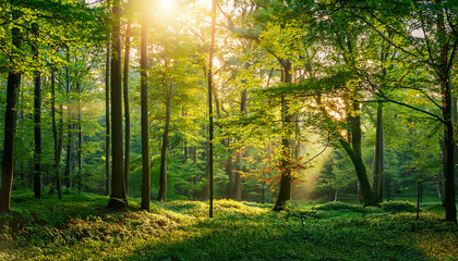 Naklejka premium a clean and high resolution image showing seasonal changes in forests and foliage diversity with eco friendly context