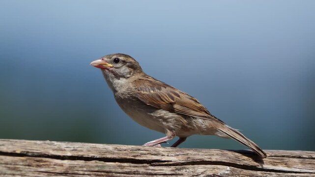Small brown sparrow perched on a wooden log against a blurred sky background