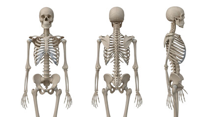 Human skeleton viewed from different angles isolated on transparent background