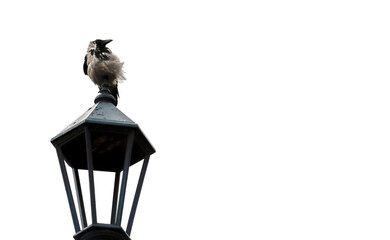 Bird perched on a street lamp during a clear daytime in an urban environment