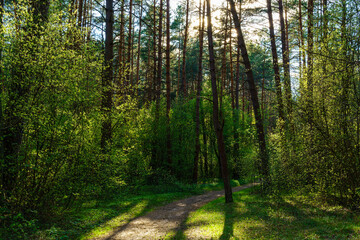 Fototapeta premium Forest path winding through green trees. Sunlit park landscape. Outdoor escape and natural scenery for relaxation.